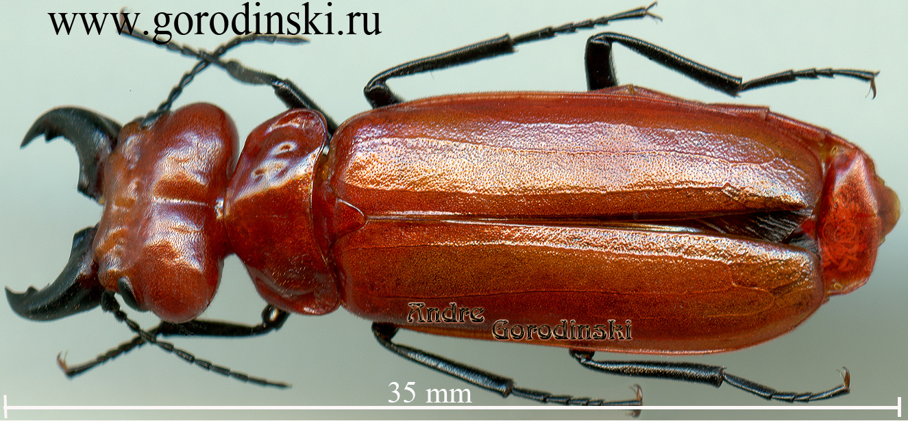 http://www.gorodinski.ru/meloidae/Synhoria sp..jpg